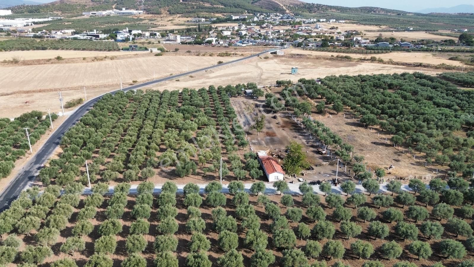 Akhisar Doğuca'da 2600 M2 Satılık Tek Tapu Zeytinlik - Görsel 9