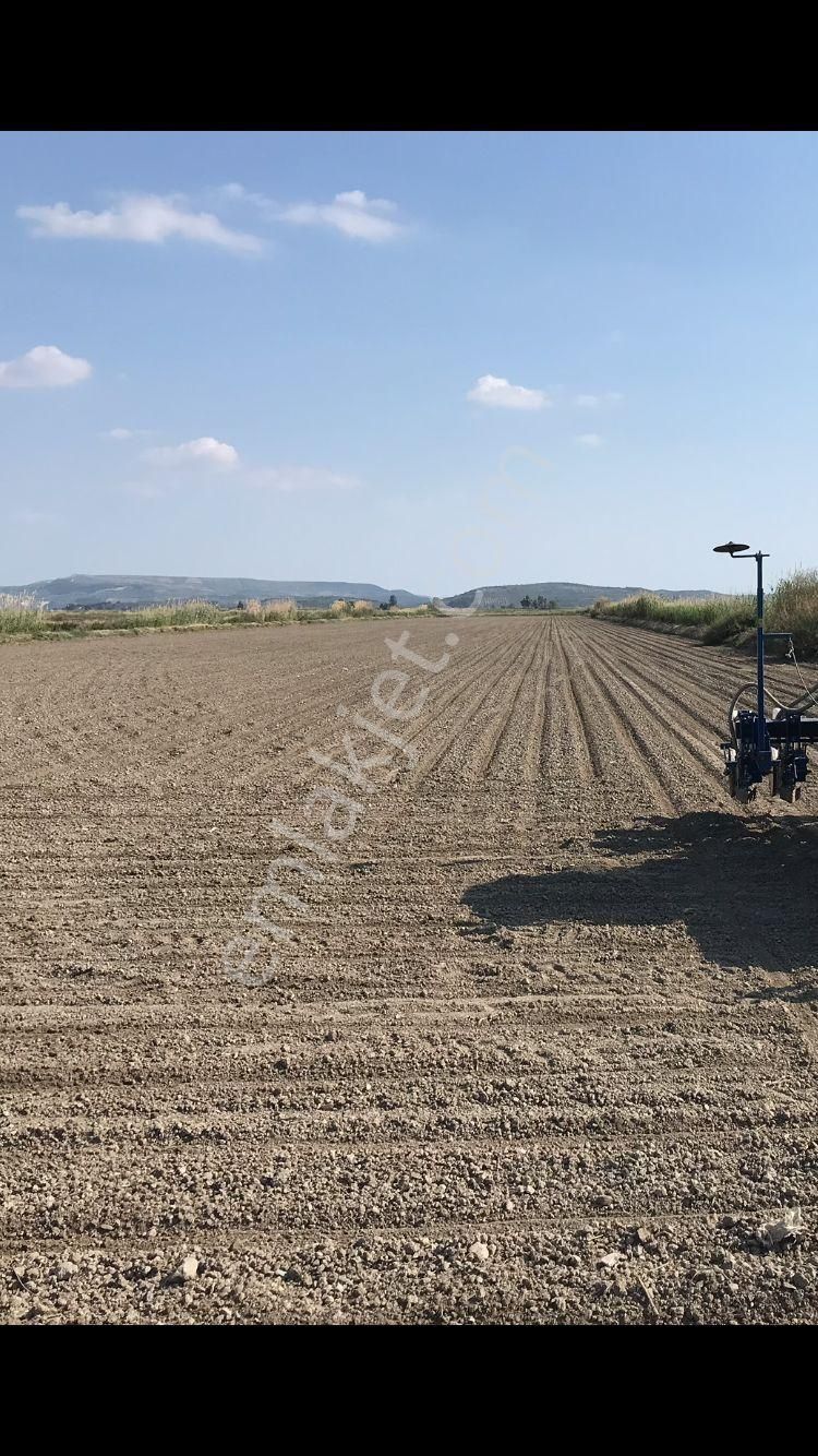 Söke Doğanbey Köyü Altında 20 Dönüm Tarla