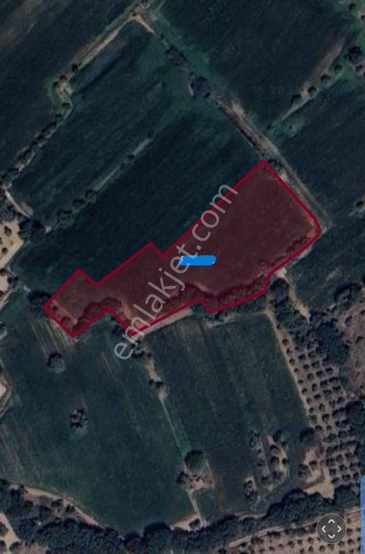 Muğla Milas Karayoluna Yakın Tarla - Görsel 2