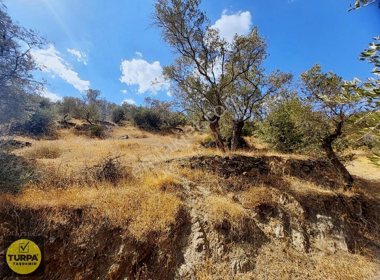 Turpa Taşdemirden Bayındır Demircilikte 4255 M2 Satlık Zeytinlik - Görsel 8
