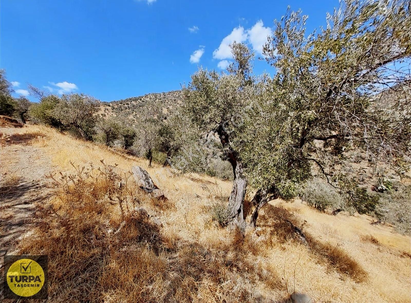 Turpa Taşdemirden Bayındır Demircilikte 4255 M2 Satlık Zeytinlik - Görsel 5