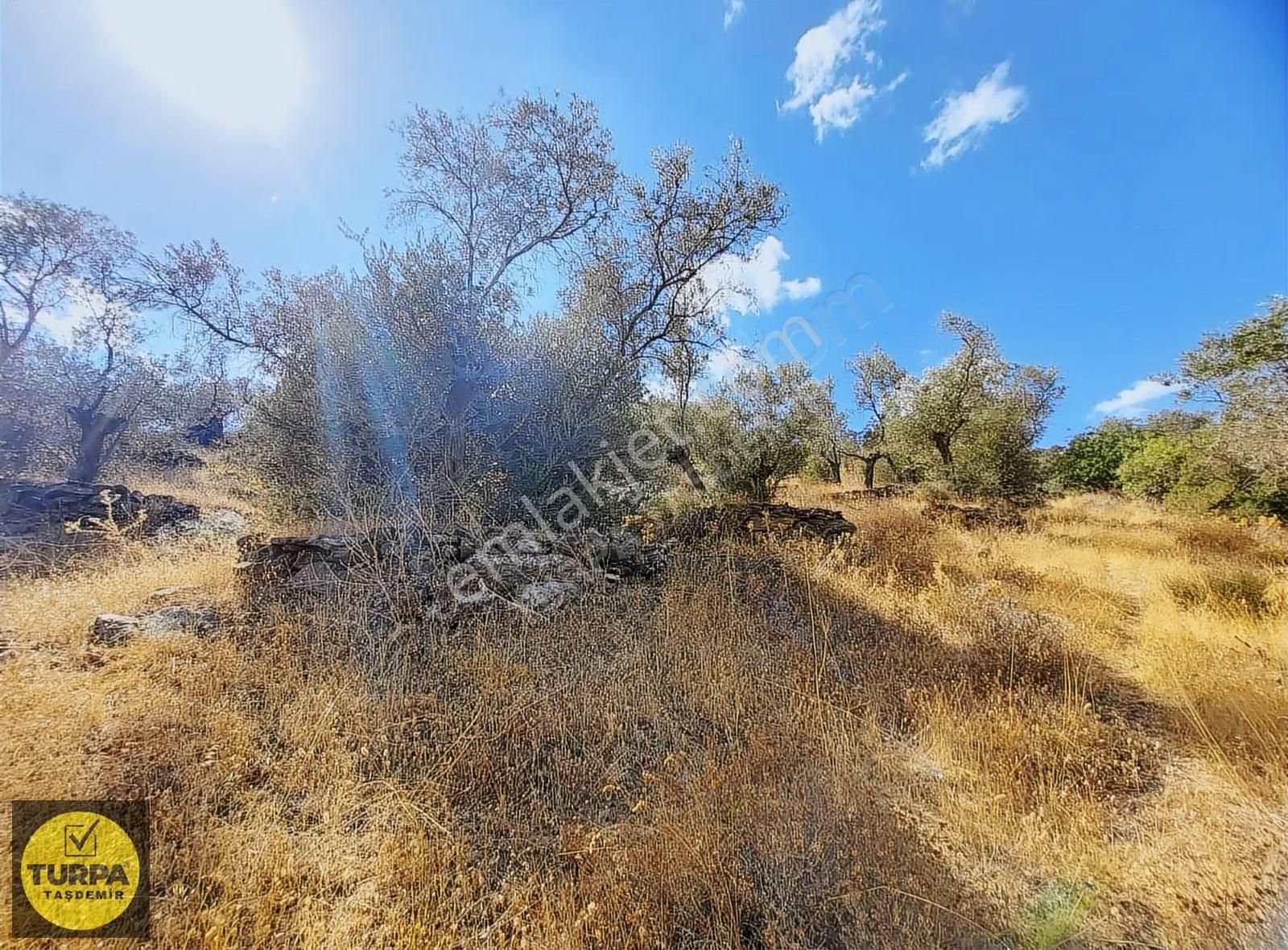 Turpa Taşdemirden Bayındır Demircilikte 4255 M2 Satlık Zeytinlik - Görsel 9