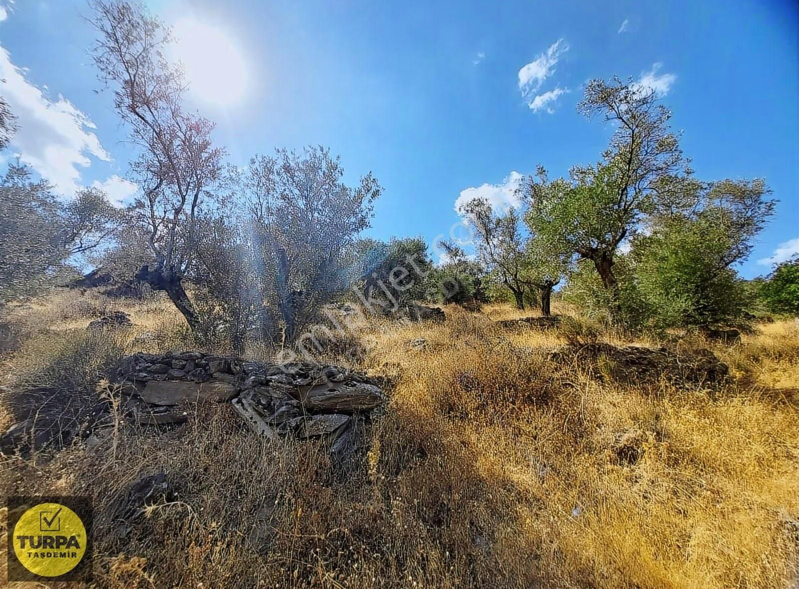 Turpa Taşdemirden Bayındır Demircilikte 4255 M2 Satlık Zeytinlik - Görsel 4