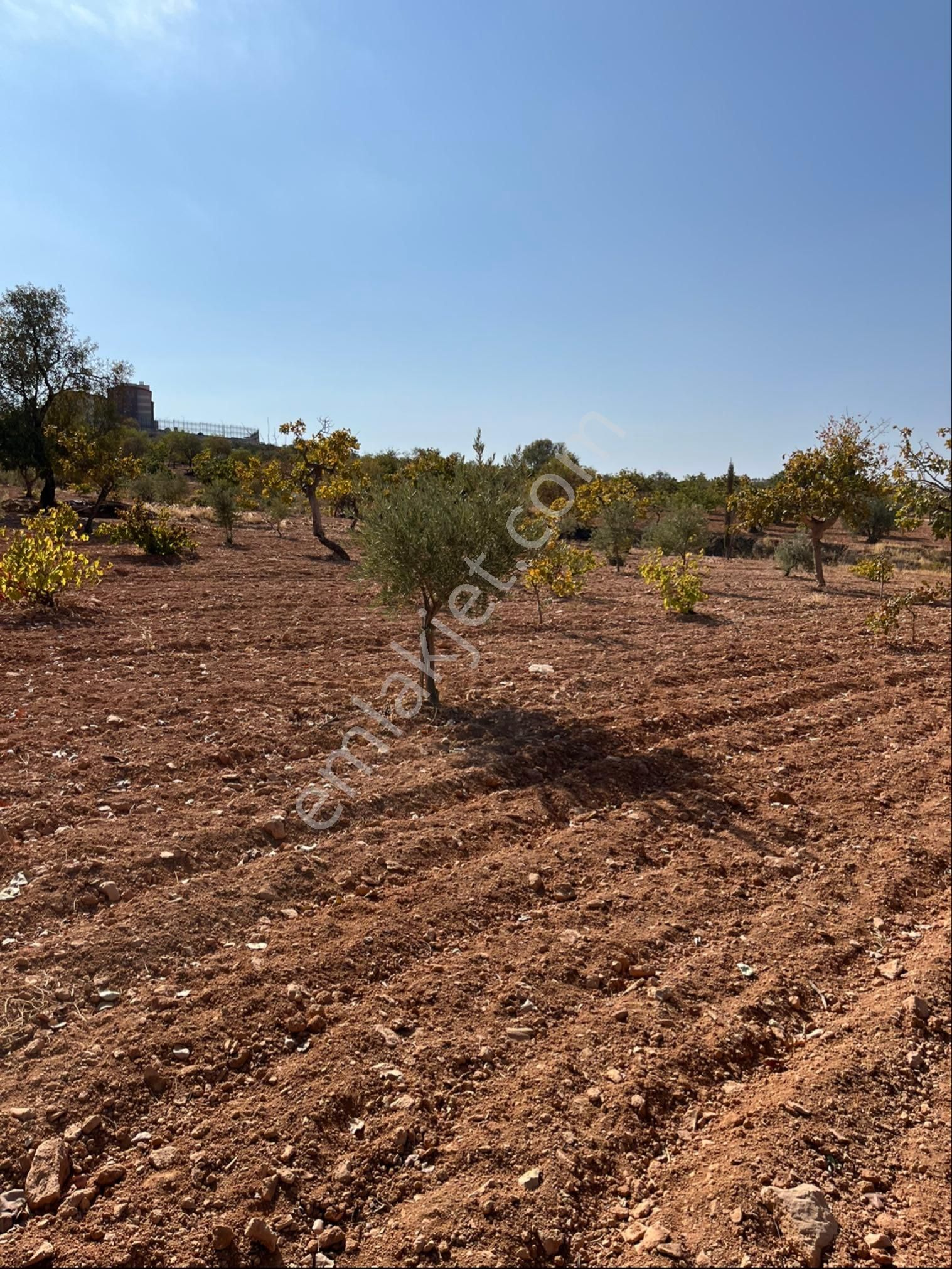 Oğuzeli Subaşında Merkeze Yakın Konumu Yüksek Çift Tapu - Görsel 3