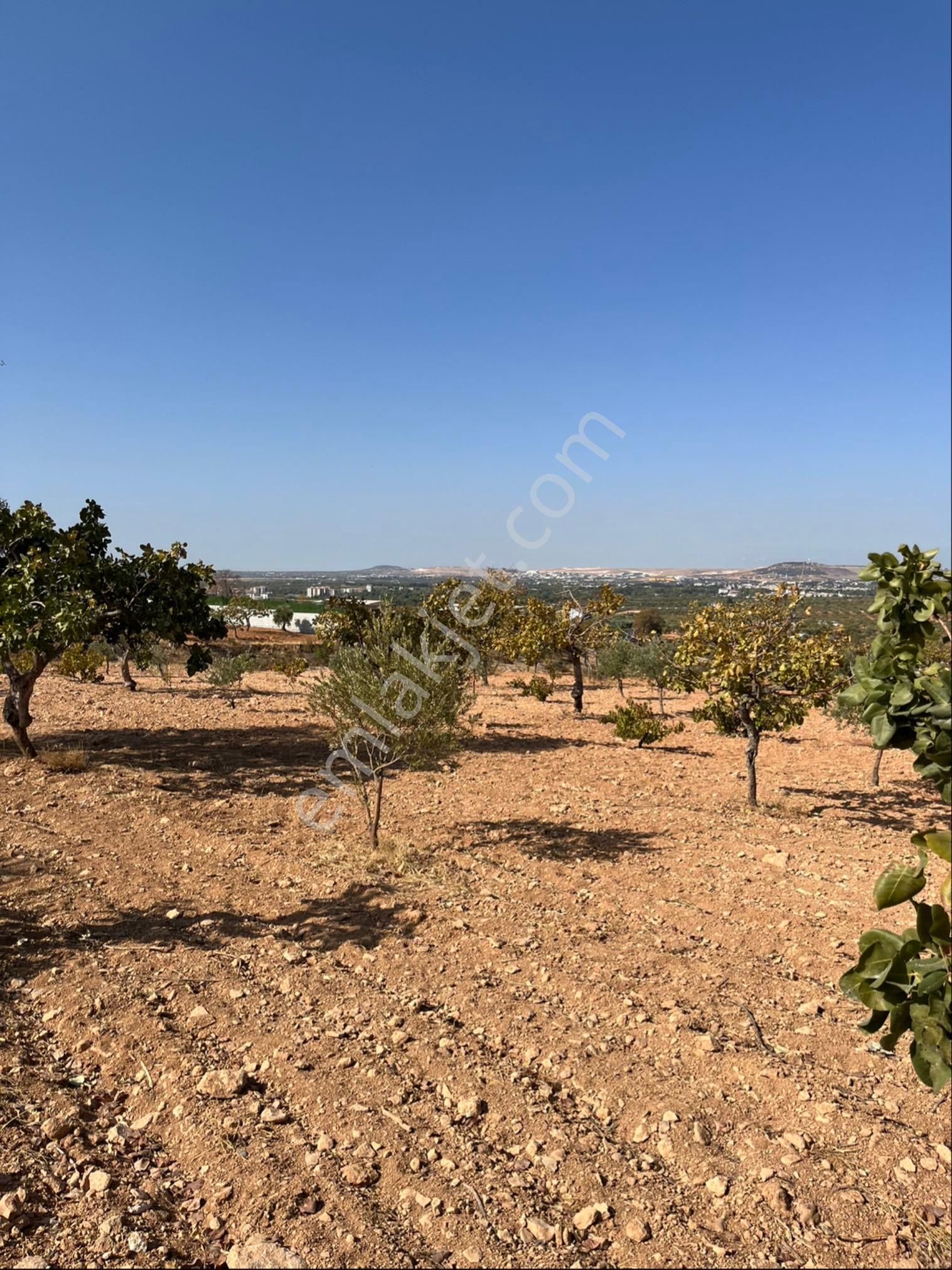 Oğuzeli Subaşında Merkeze Yakın Konumu Yüksek Çift Tapu - Görsel 14