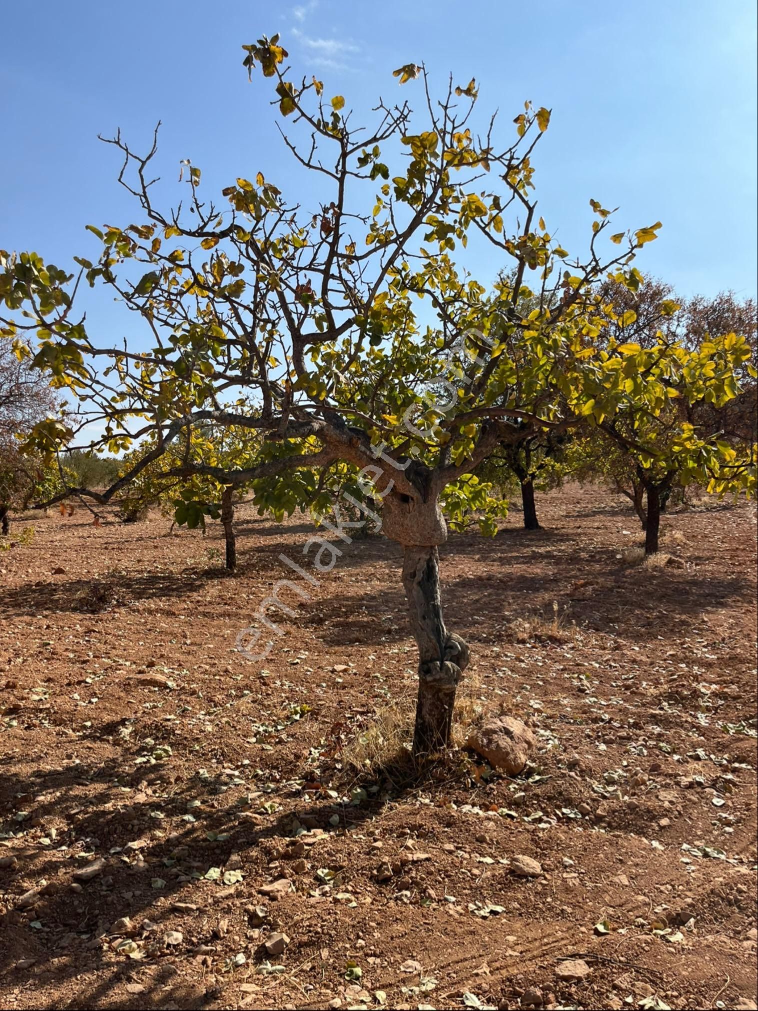 Oğuzeli Subaşında Merkeze Yakın Konumu Yüksek Çift Tapu - Görsel 7