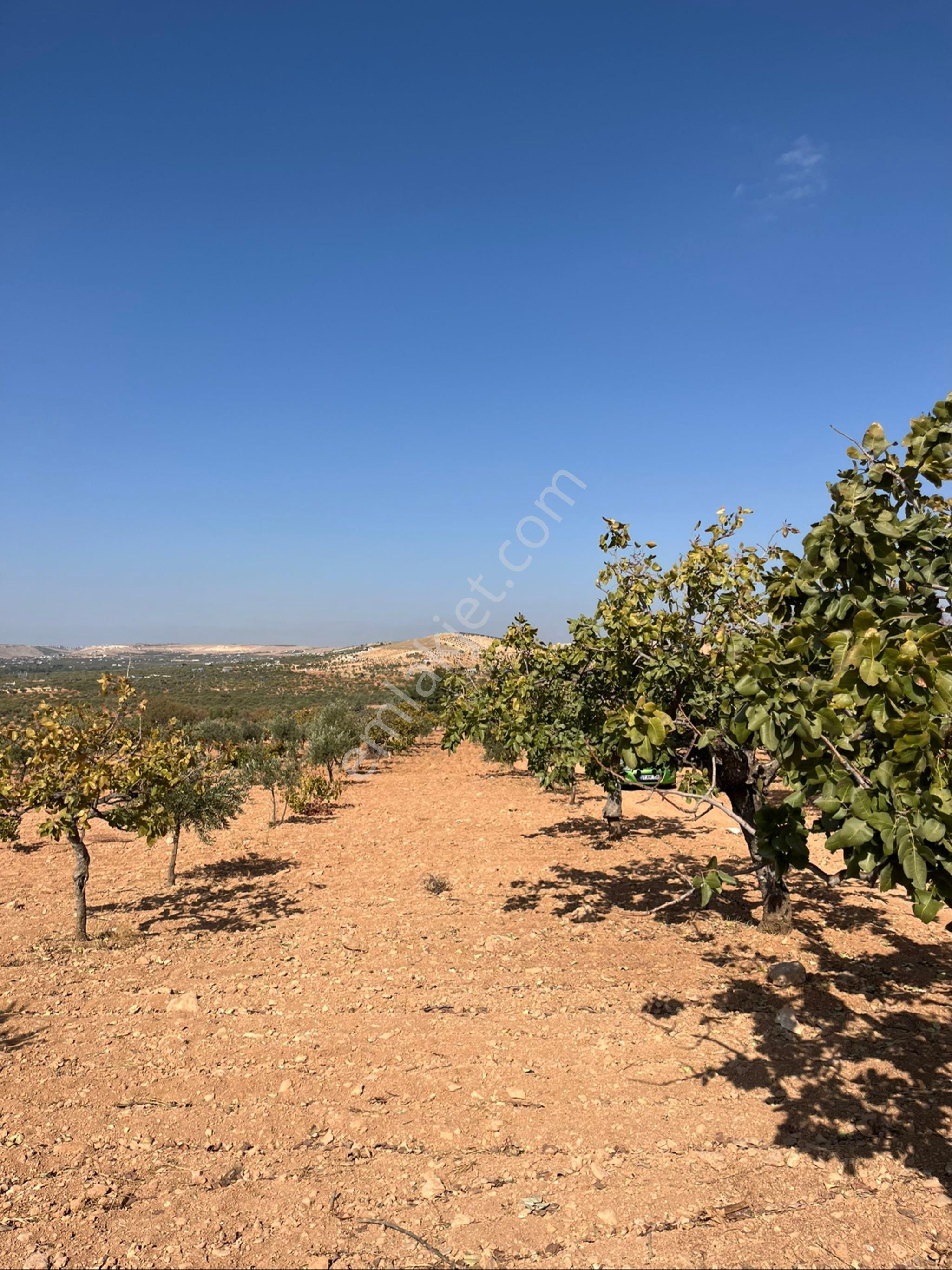 Oğuzeli Subaşında Merkeze Yakın Konumu Yüksek Çift Tapu - Görsel 16