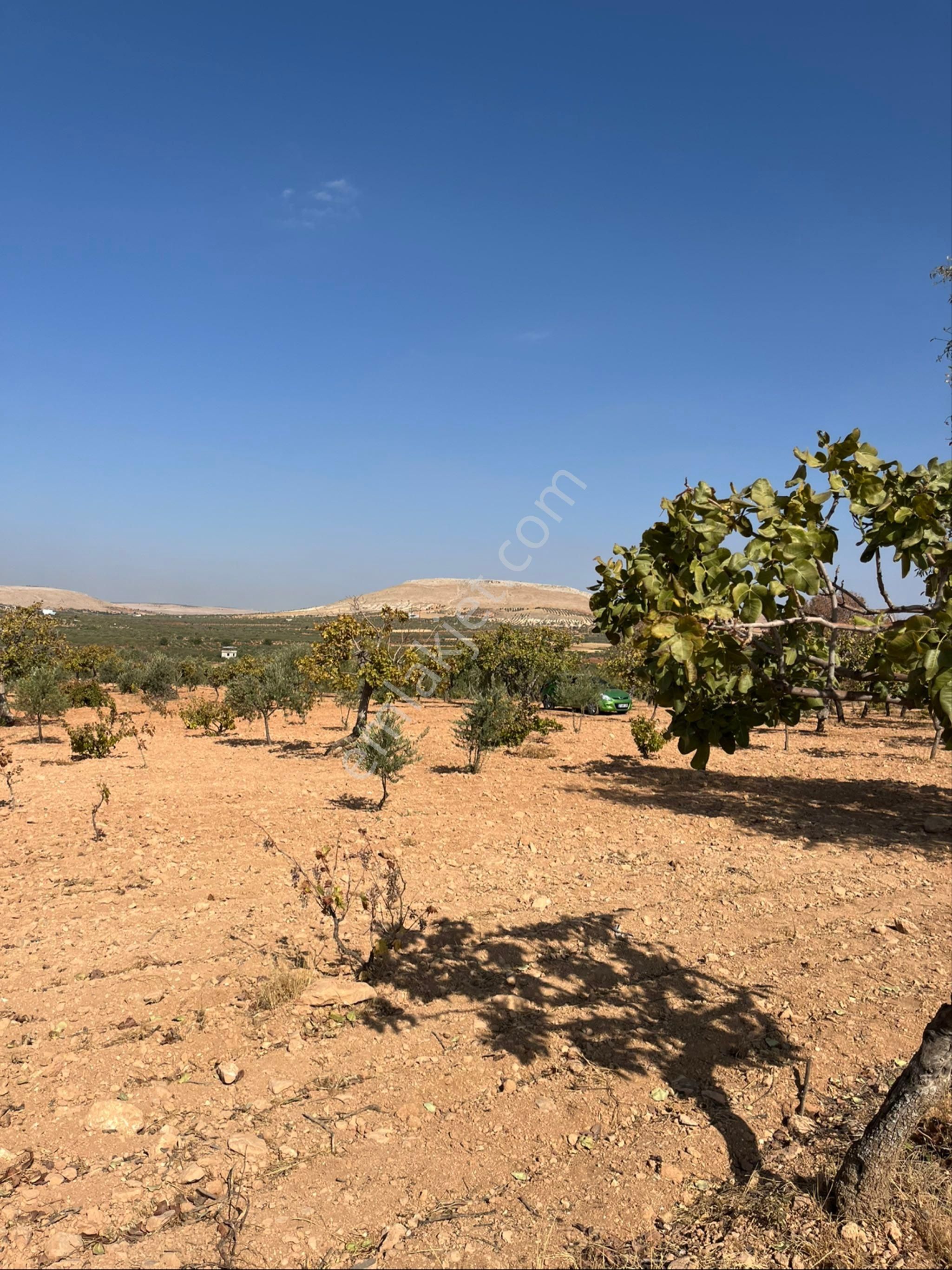 Oğuzeli Subaşında Merkeze Yakın Konumu Yüksek Çift Tapu - Görsel 21