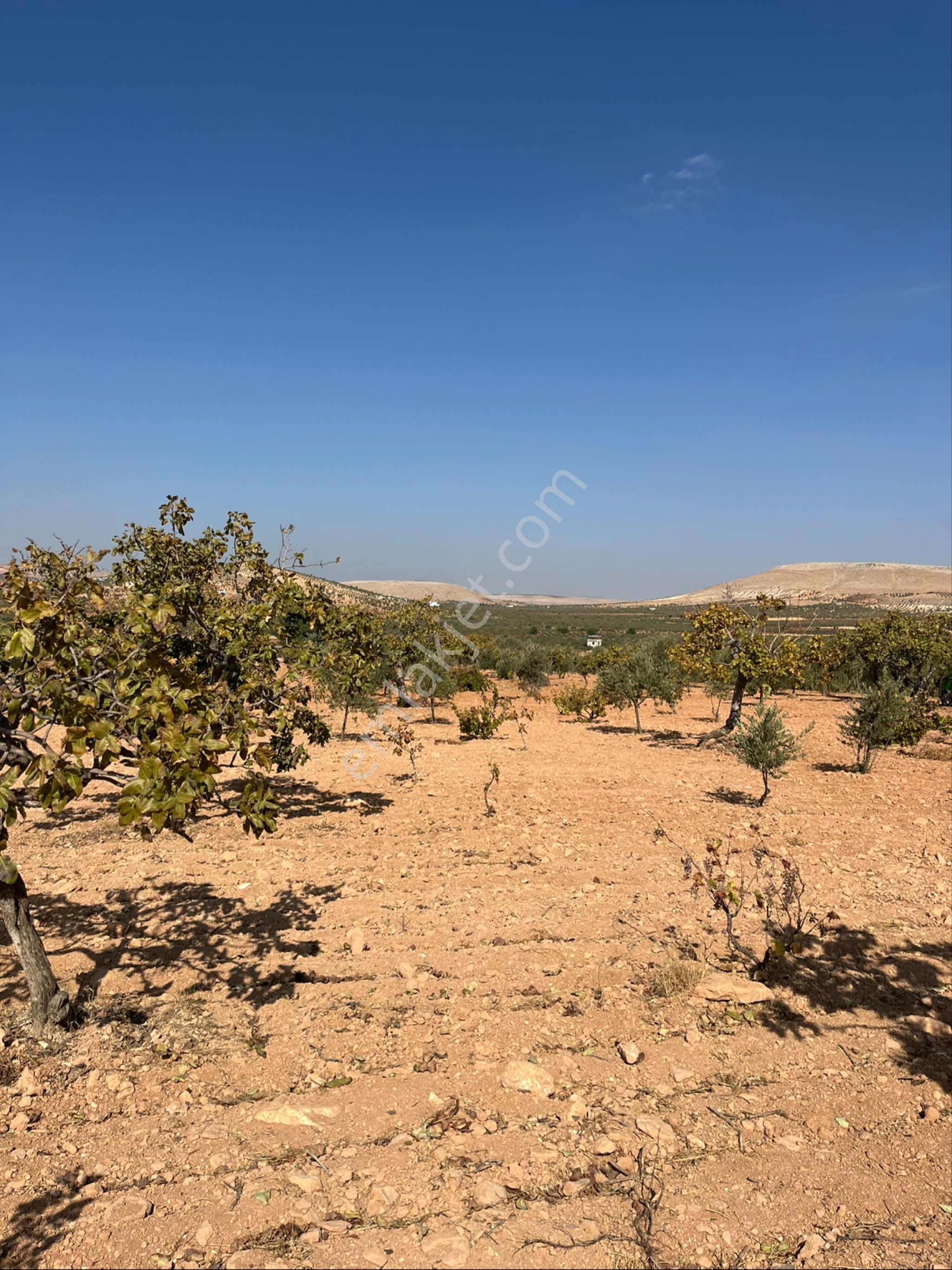 Oğuzeli Subaşında Merkeze Yakın Konumu Yüksek Çift Tapu - Görsel 20
