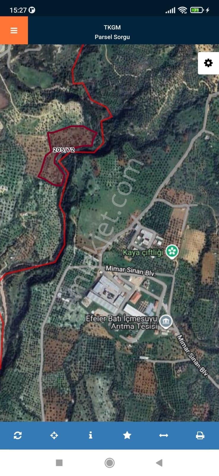 Aydın Merkez Yatırımlık Zeytinlik - Görsel 4