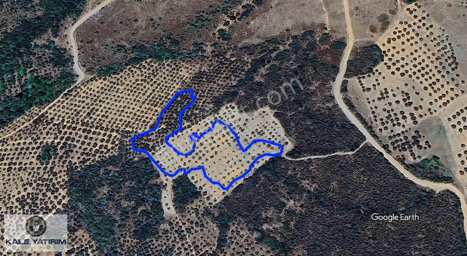 Kale Yatırımdan Çeltikçide 6433m²göl Manzaralı Bakımlı Zeytinlik - Görsel 4