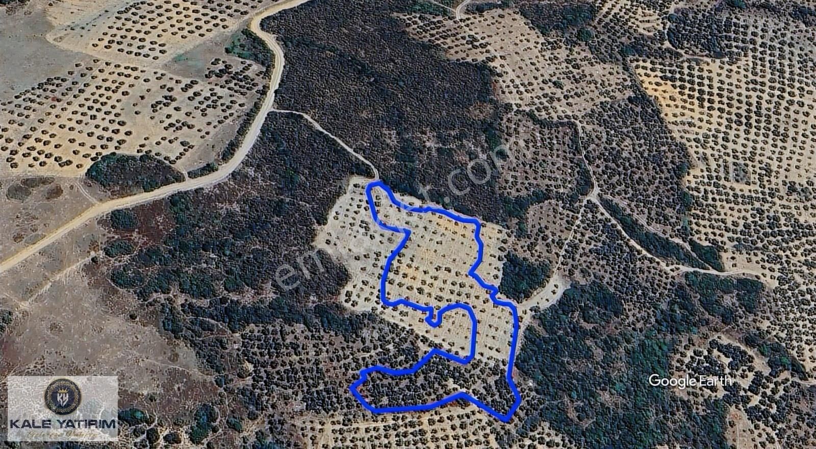 Kale Yatırımdan Çeltikçide 6433m²göl Manzaralı Bakımlı Zeytinlik - Görsel 5