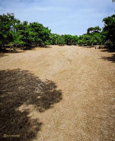 Çanakkale Merkez Dümrek Köyünde Satılık Tarla - Görsel 4