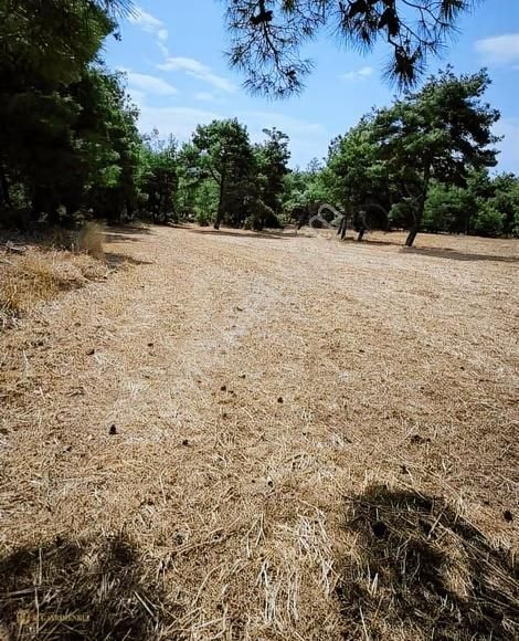 Çanakkale Merkez Dümrek Köyünde Satılık Tarla - Görsel 3