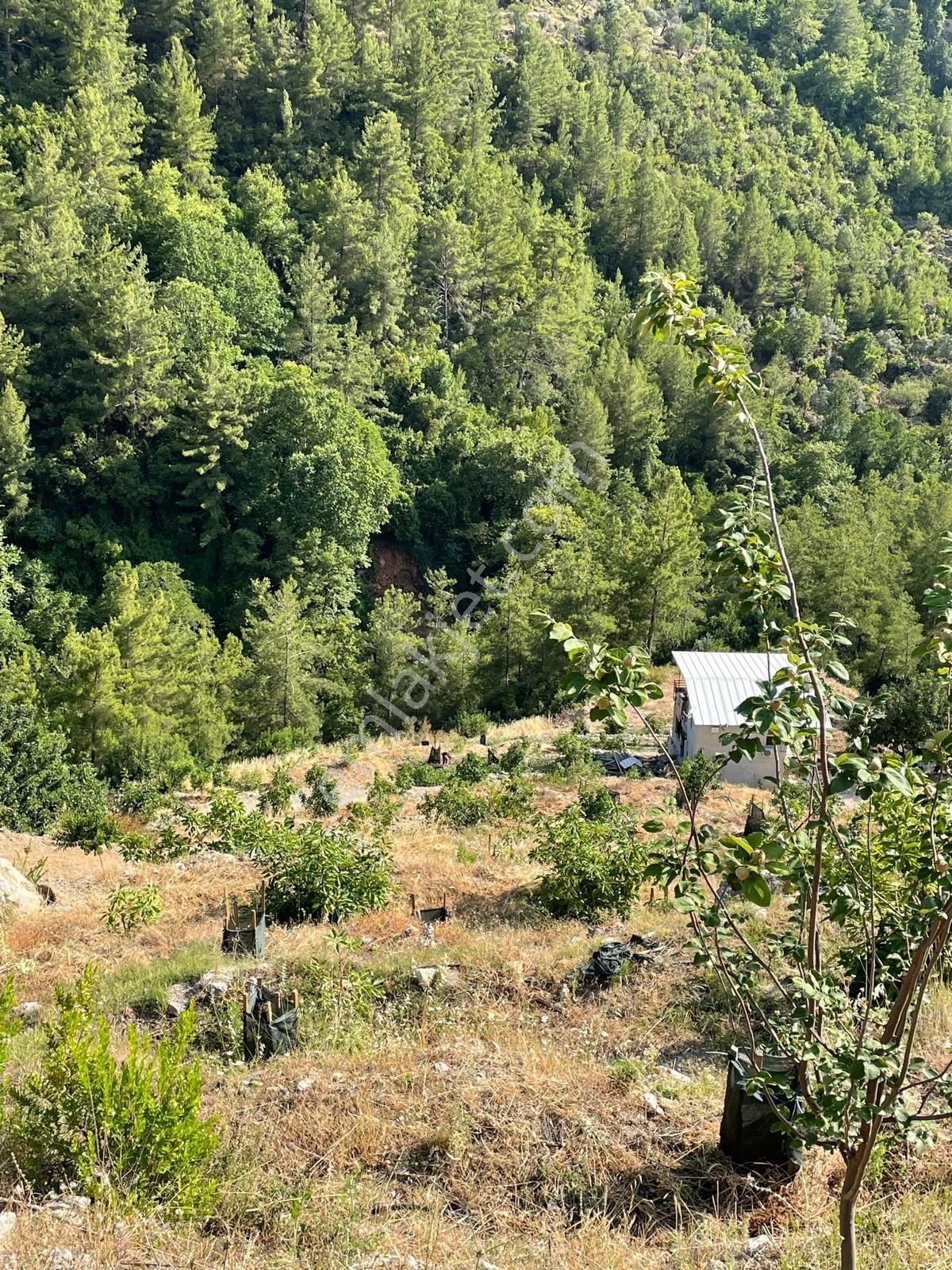 Alanya Sleymanlarda’da Avakado Bahçesi - Görsel 6