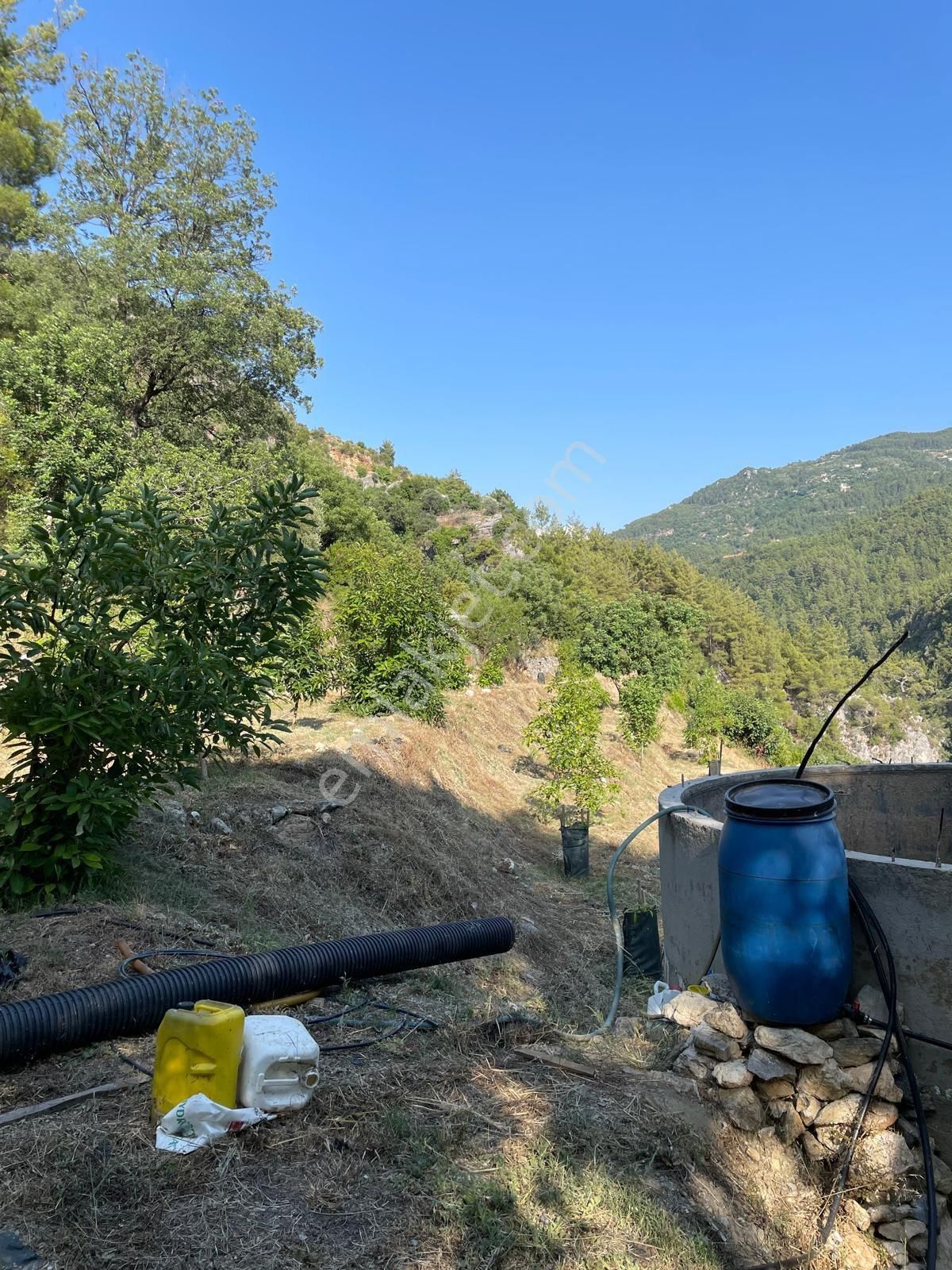 Alanya Sleymanlarda’da Avakado Bahçesi - Görsel 5