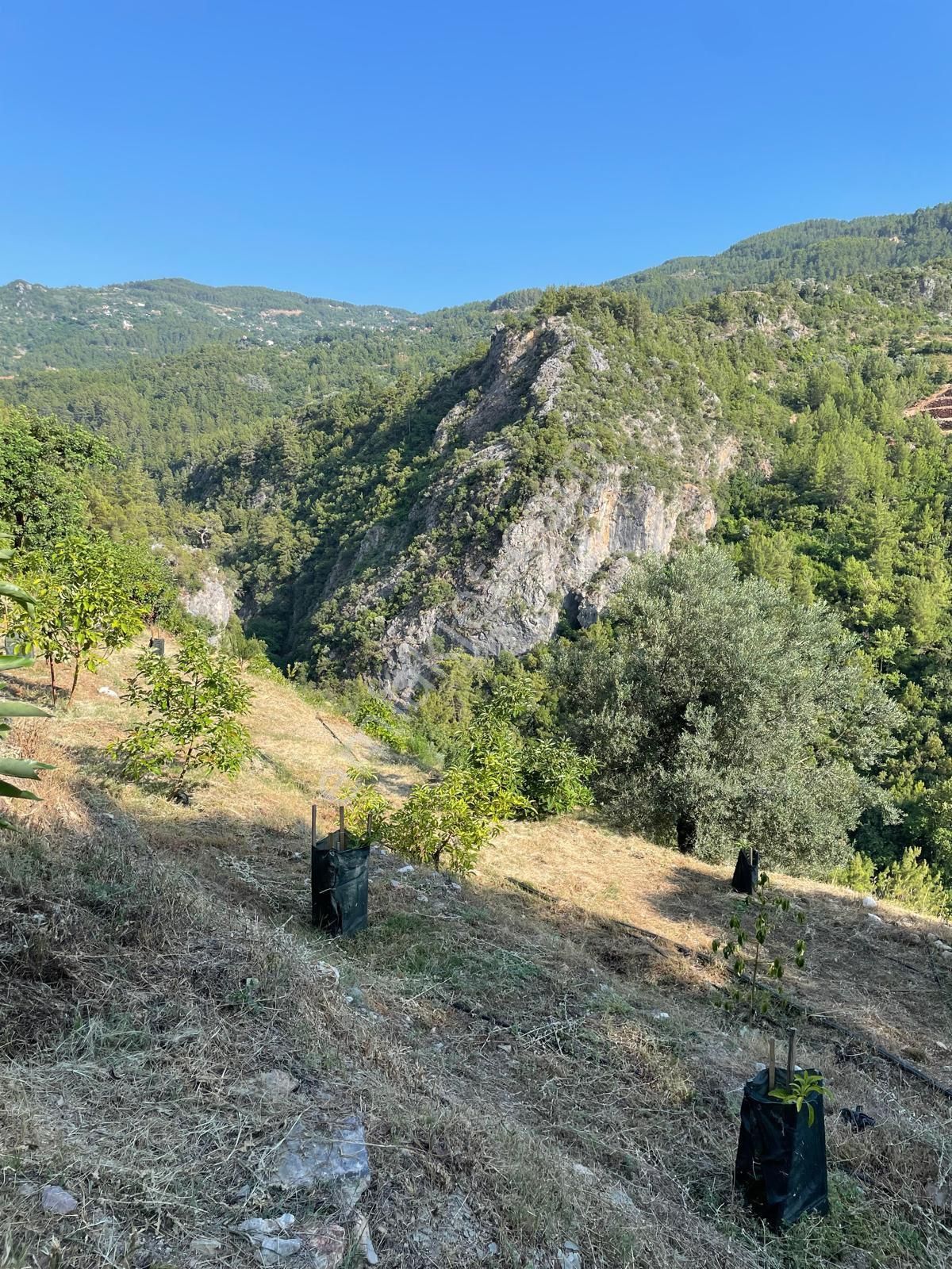 Alanya Sleymanlarda’da Avakado Bahçesi - Görsel 3