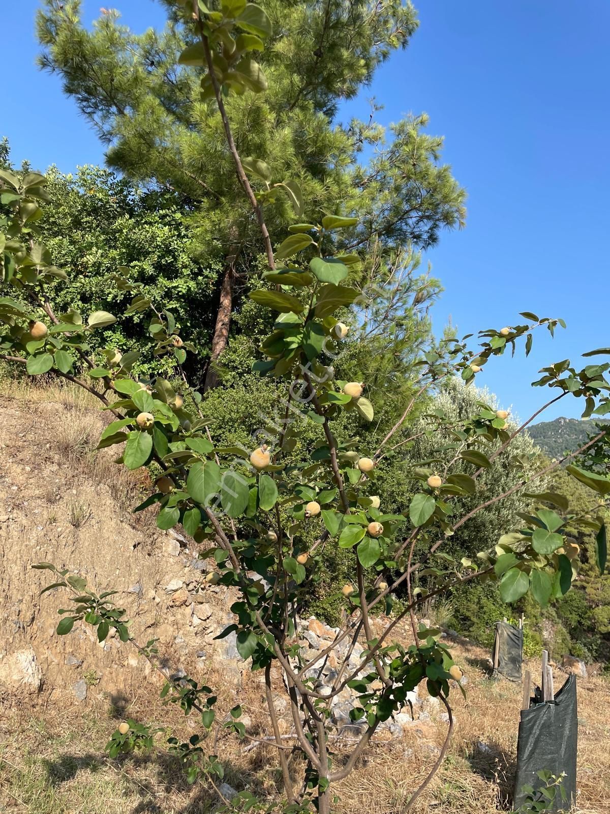 Alanya Sleymanlarda’da Avakado Bahçesi - Görsel 7