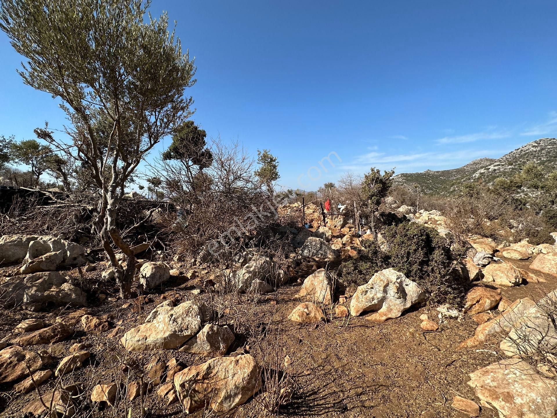 Joker: Köy Merkezine 750 Metre Yakınlıkta Yol Cephe Yatırıma Uygun Tarla - Görsel 3