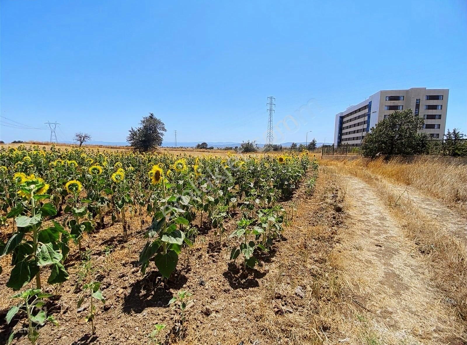 C21 Baldan 18mart Üni Ağaköy Yerleşke Kız Kyk Yanı Satılık Tarla - Görsel 6