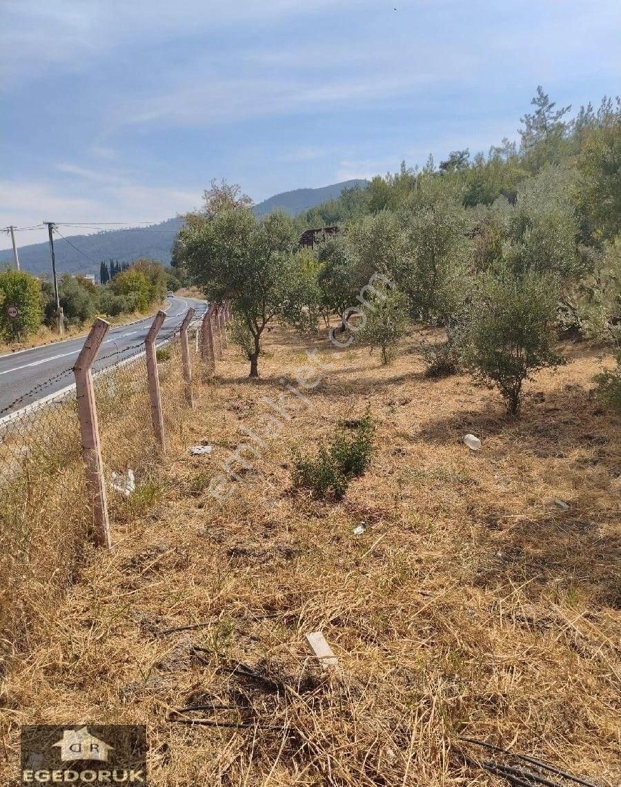 İzmir Kemalpaşa Armutlu -ören Arasında Asfalt Cephelı Zeytinlik - Görsel 24
