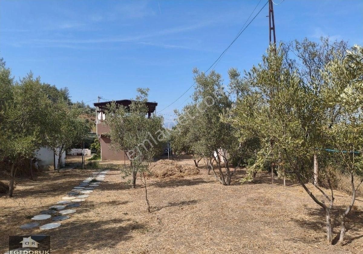 İzmir Kemalpaşa Armutlu -ören Arasında Asfalt Cephelı Zeytinlik - Görsel 7