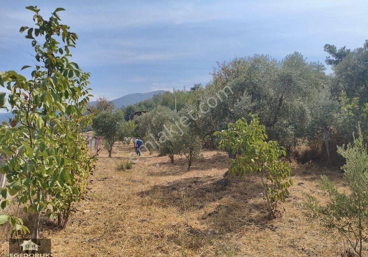 İzmir Kemalpaşa Armutlu -ören Arasında Asfalt Cephelı Zeytinlik - Görsel 22
