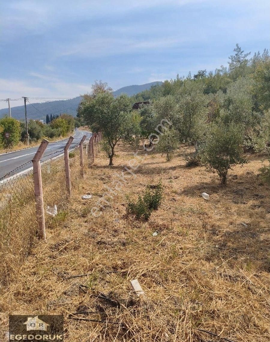 İzmir Kemalpaşa Armutlu -ören Arasında Asfalt Cephelı Zeytinlik - Görsel 15