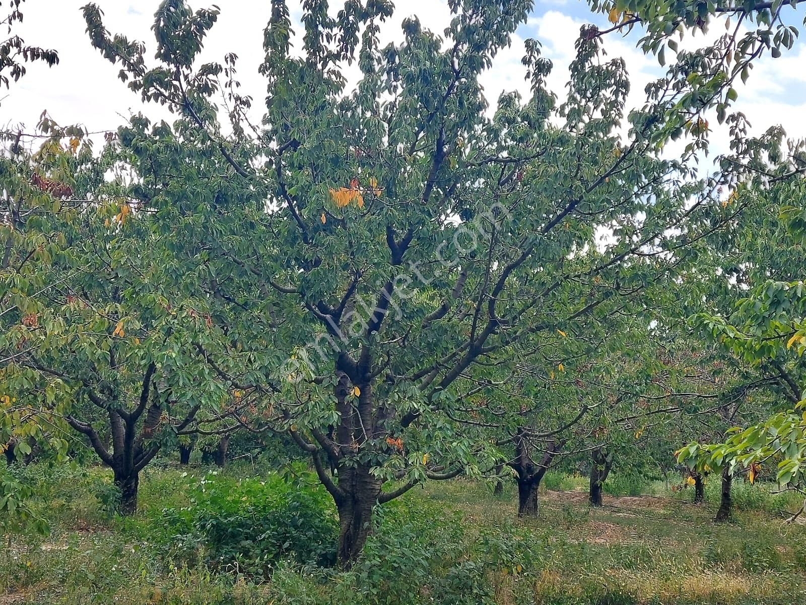 Bizimim Emlaktan Atakent'te 9.750 M² Muhteşem Fırsat - Görsel 16