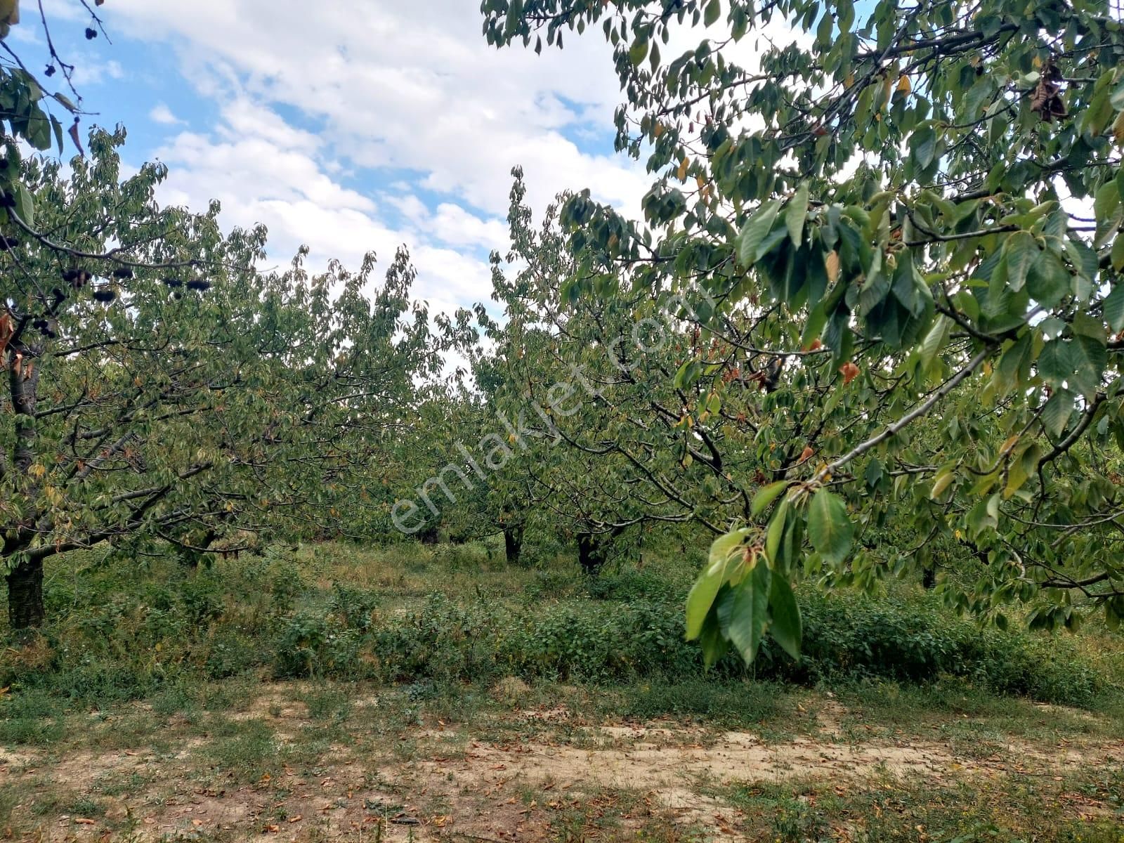 Bizimim Emlaktan Atakent'te 9.750 M² Muhteşem Fırsat - Görsel 17