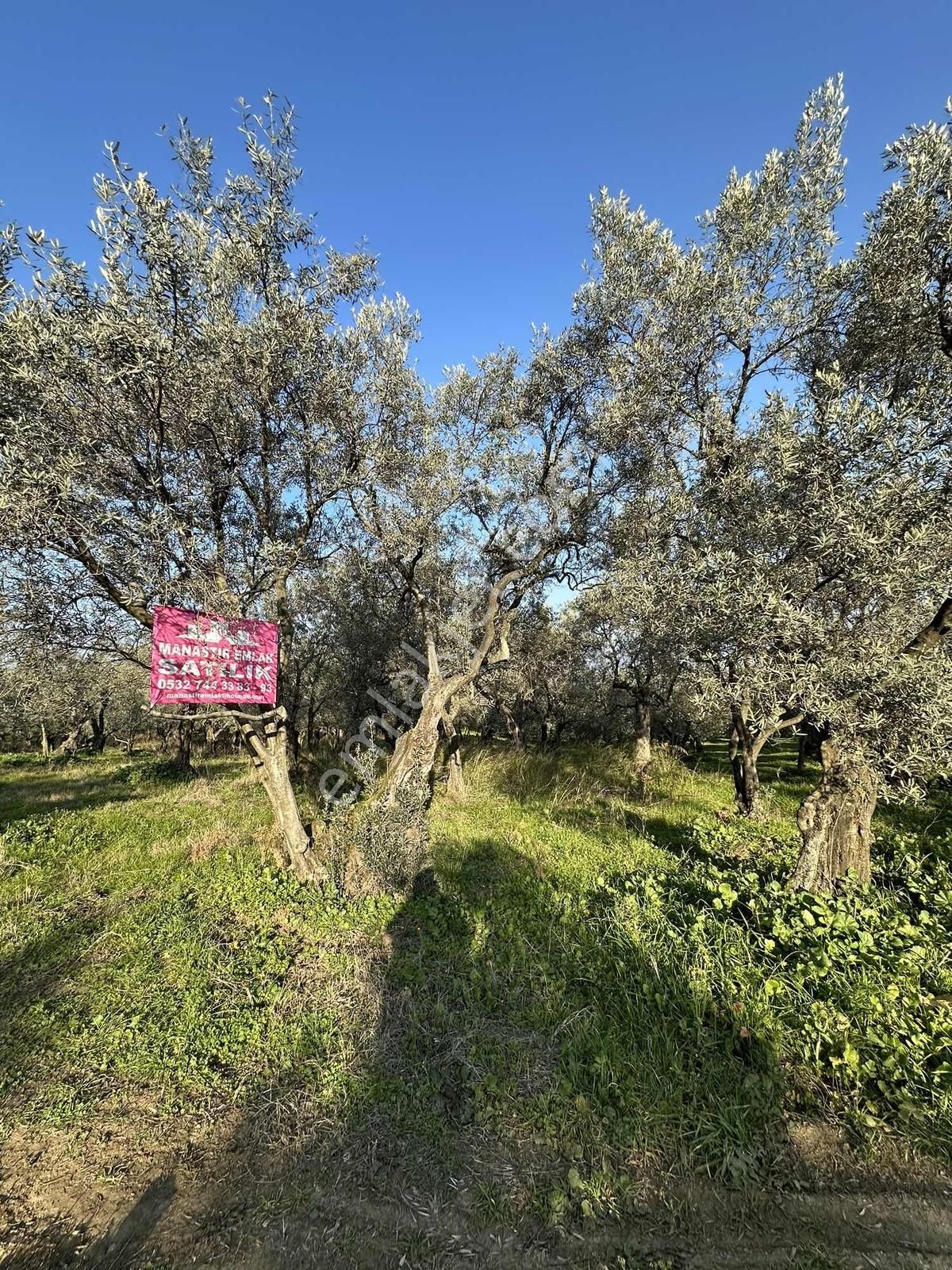 Manastır Emlak'tan Karacaali'de 2 Parsel Satılık Zeytinlik..!