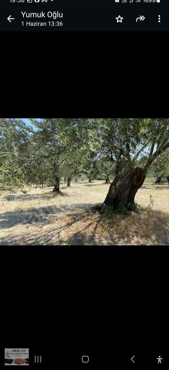 Arslan Emlaktan Satılık Zeytilik - Görsel 5