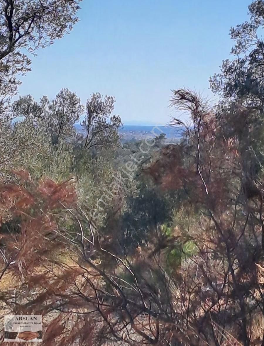 Arslan Emlaktan Satılık Zeytilik - Görsel 6