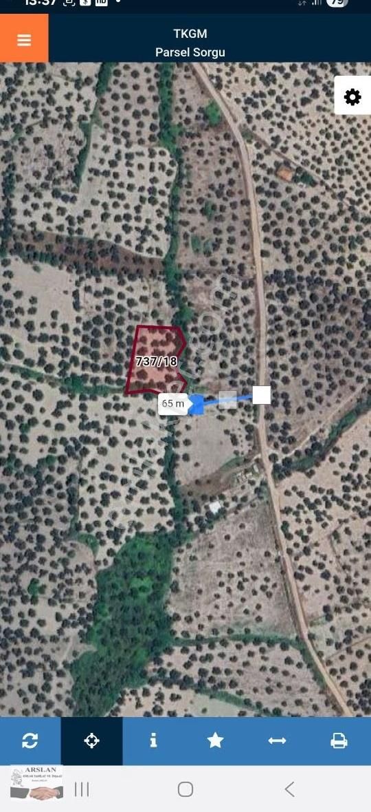 Arslan Emlaktan Satılık Zeytilik - Görsel 4