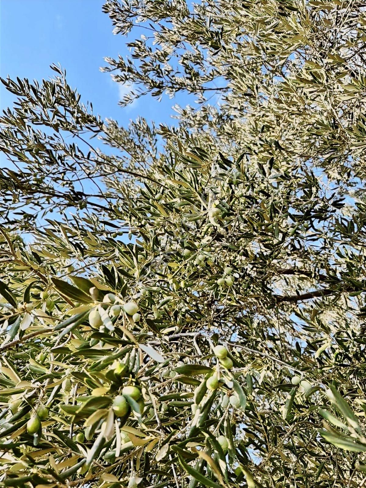 Selçiklide Asfalt Yakını Takasa Açık Tek Tapu 1,666 M2 Zeytinlik - Görsel 9