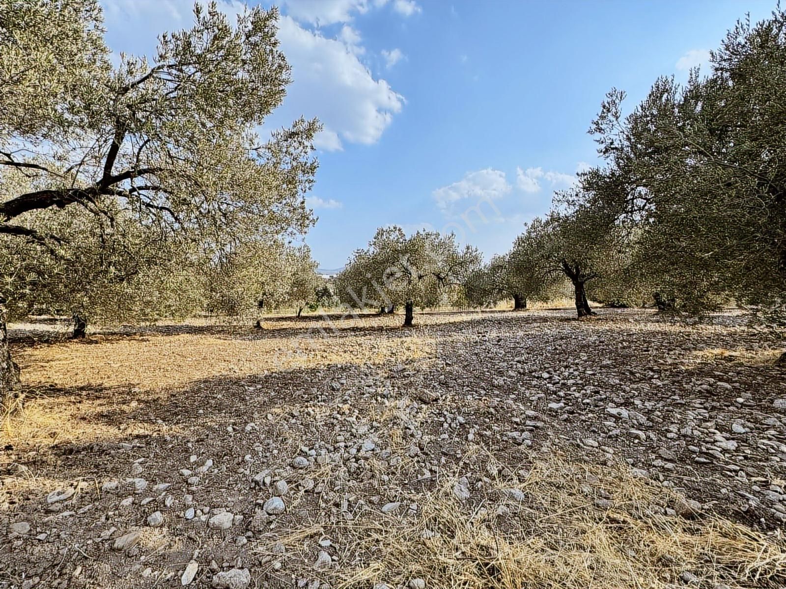 Selçiklide Asfalt Yakını Takasa Açık Tek Tapu 1,666 M2 Zeytinlik - Görsel 18
