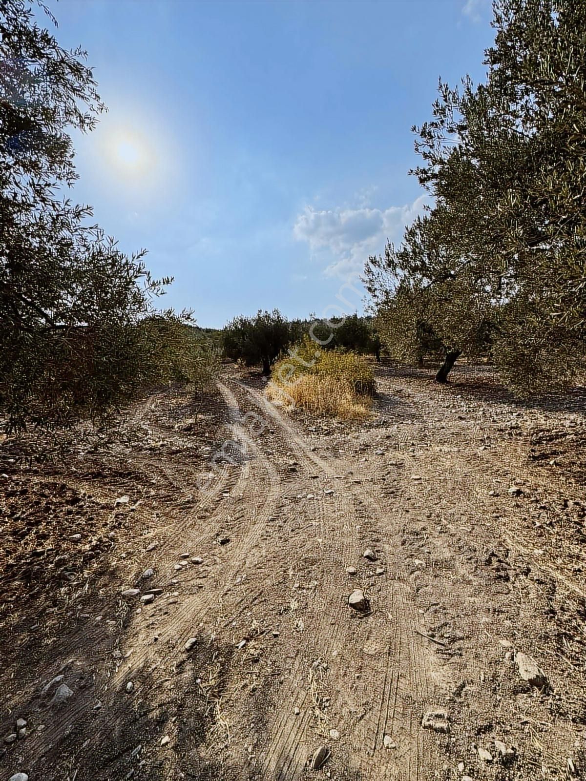 Selçiklide Asfalt Yakını Takasa Açık Tek Tapu 1,666 M2 Zeytinlik - Görsel 30