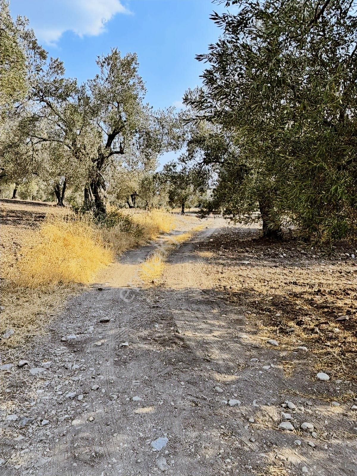 Selçiklide Asfalt Yakını Takasa Açık Tek Tapu 1,666 M2 Zeytinlik - Görsel 27