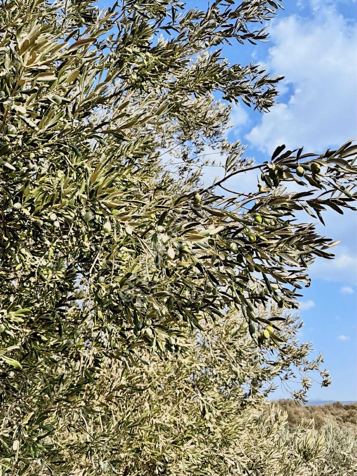 Selçiklide Asfalt Yakını Takasa Açık Tek Tapu 1,666 M2 Zeytinlik - Görsel 22