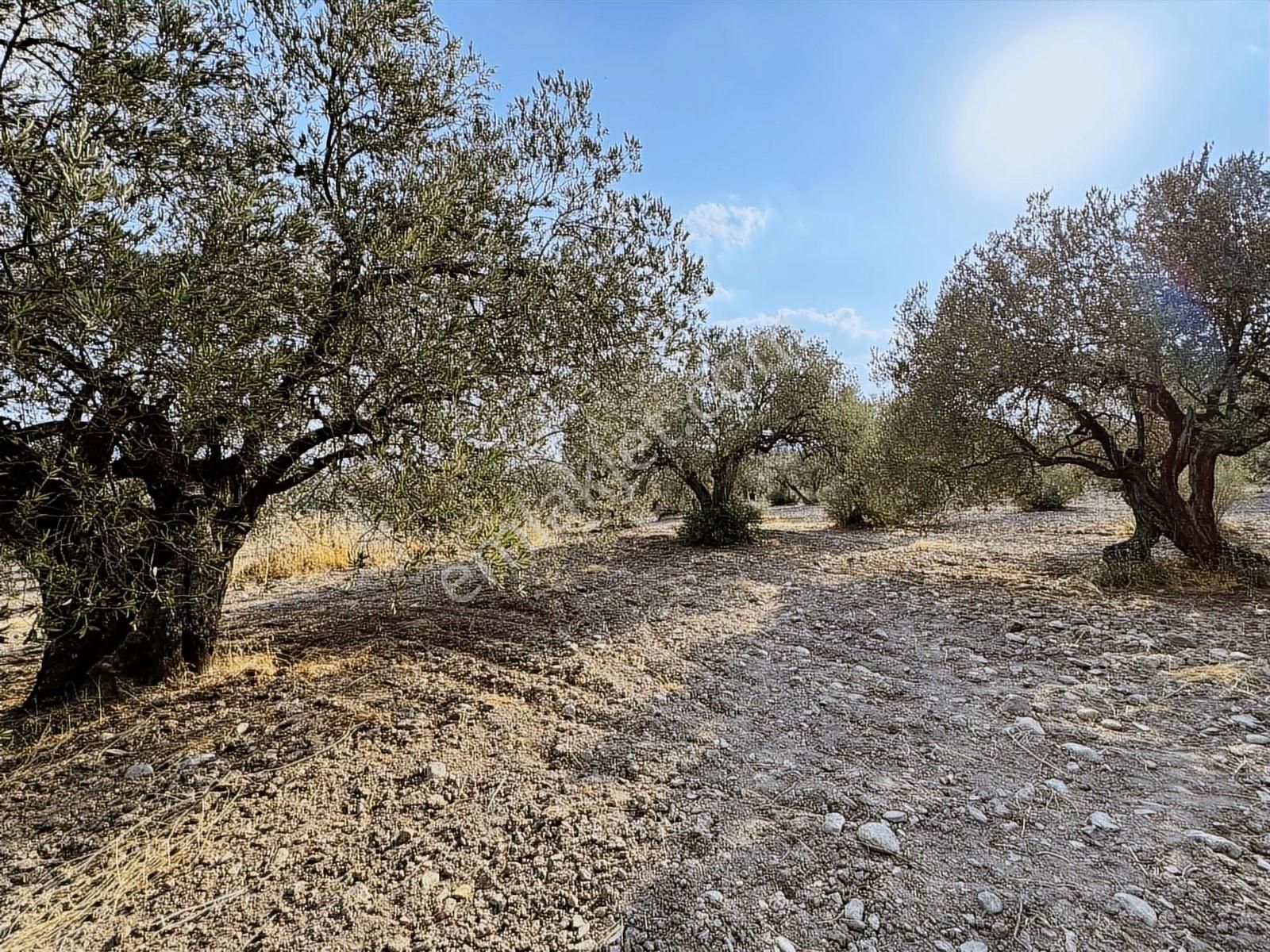 Selçiklide Asfalt Yakını Takasa Açık Tek Tapu 1,666 M2 Zeytinlik - Görsel 7