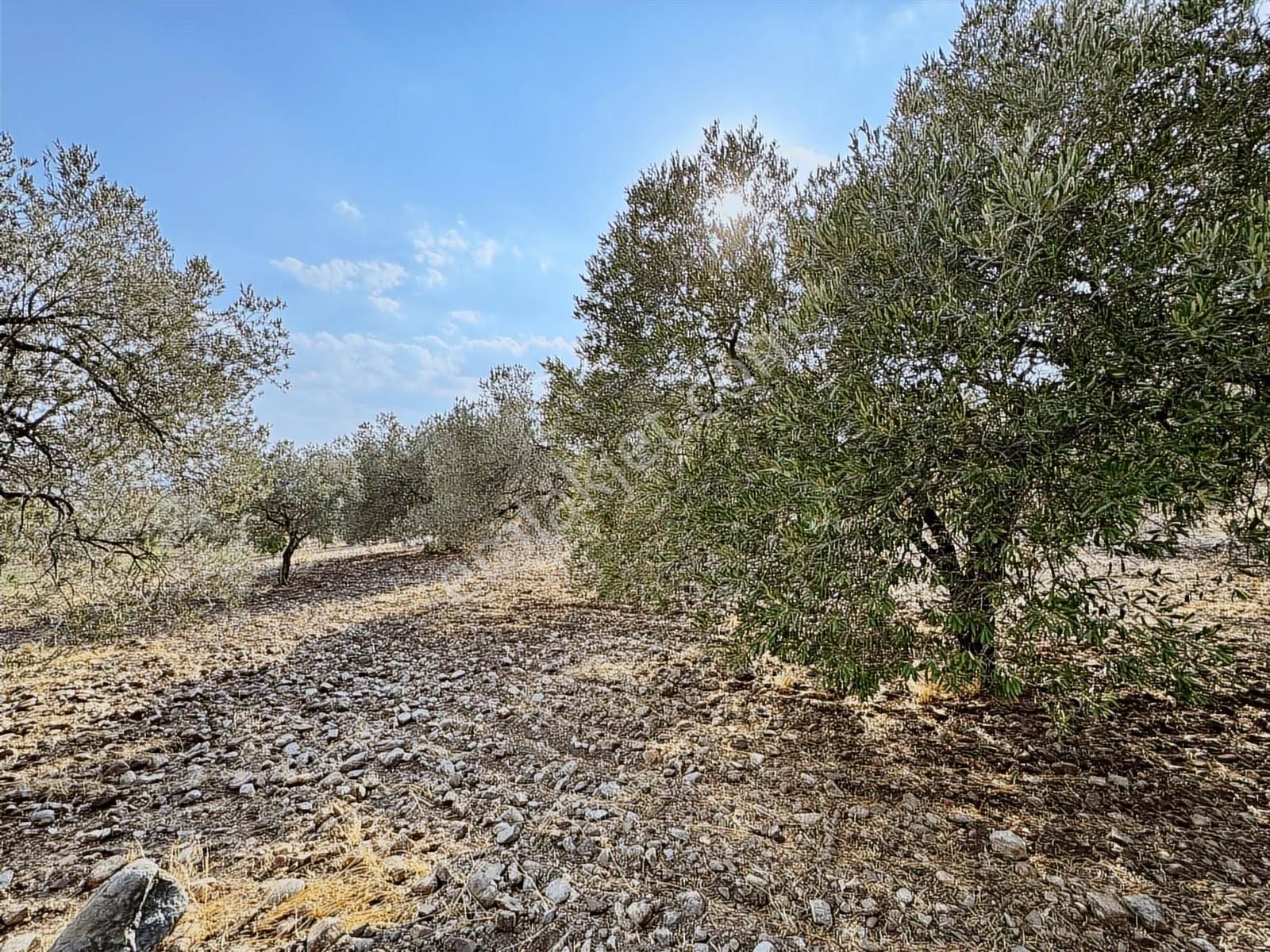 Selçiklide Asfalt Yakını Takasa Açık Tek Tapu 1,666 M2 Zeytinlik - Görsel 2