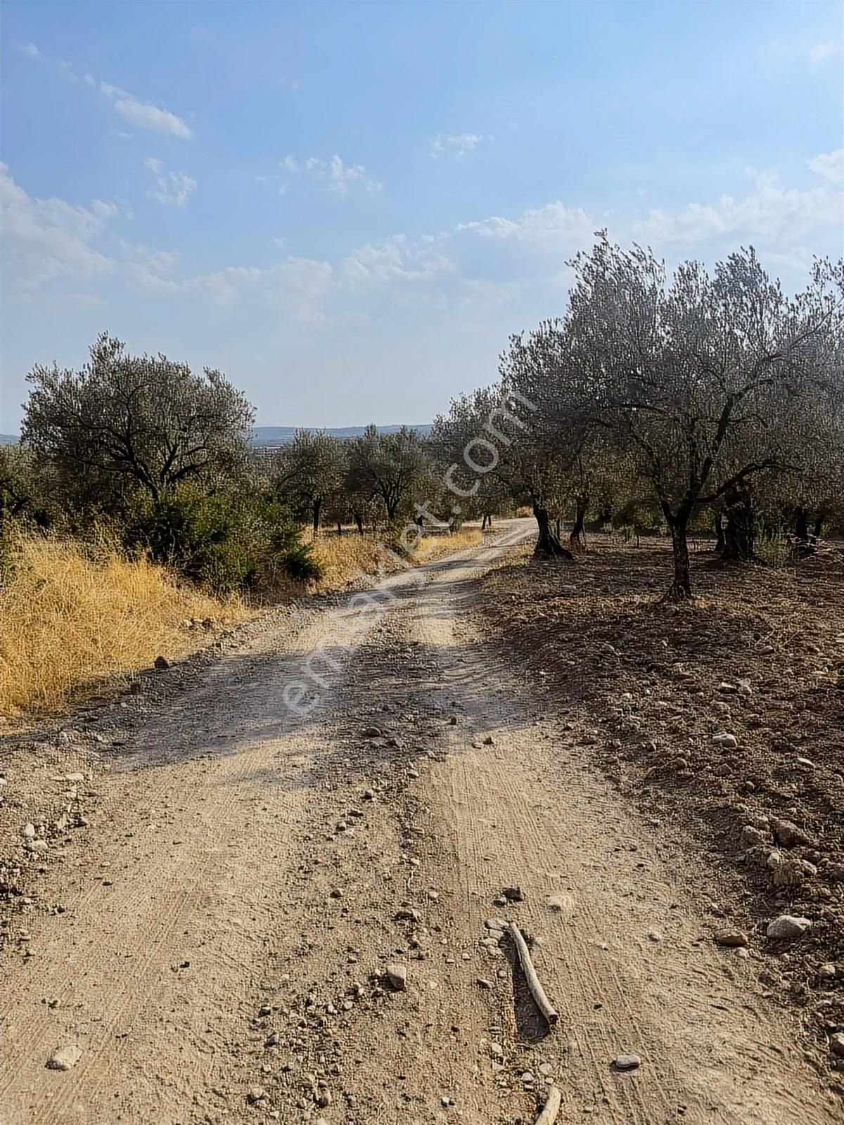 Selçiklide Asfalt Yakını Takasa Açık Tek Tapu 1,666 M2 Zeytinlik