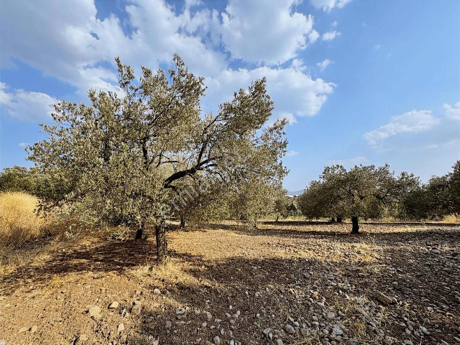 Selçiklide Asfalt Yakını Takasa Açık Tek Tapu 1,666 M2 Zeytinlik - Görsel 17