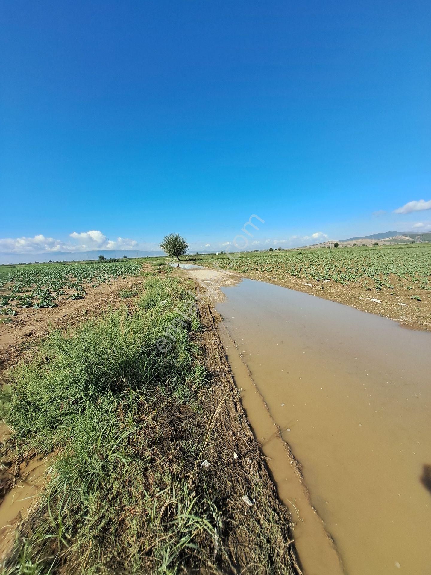 Bayındır Çırpı Ovasında 12.900 M2 Tarla Satılıktır. - Görsel 11