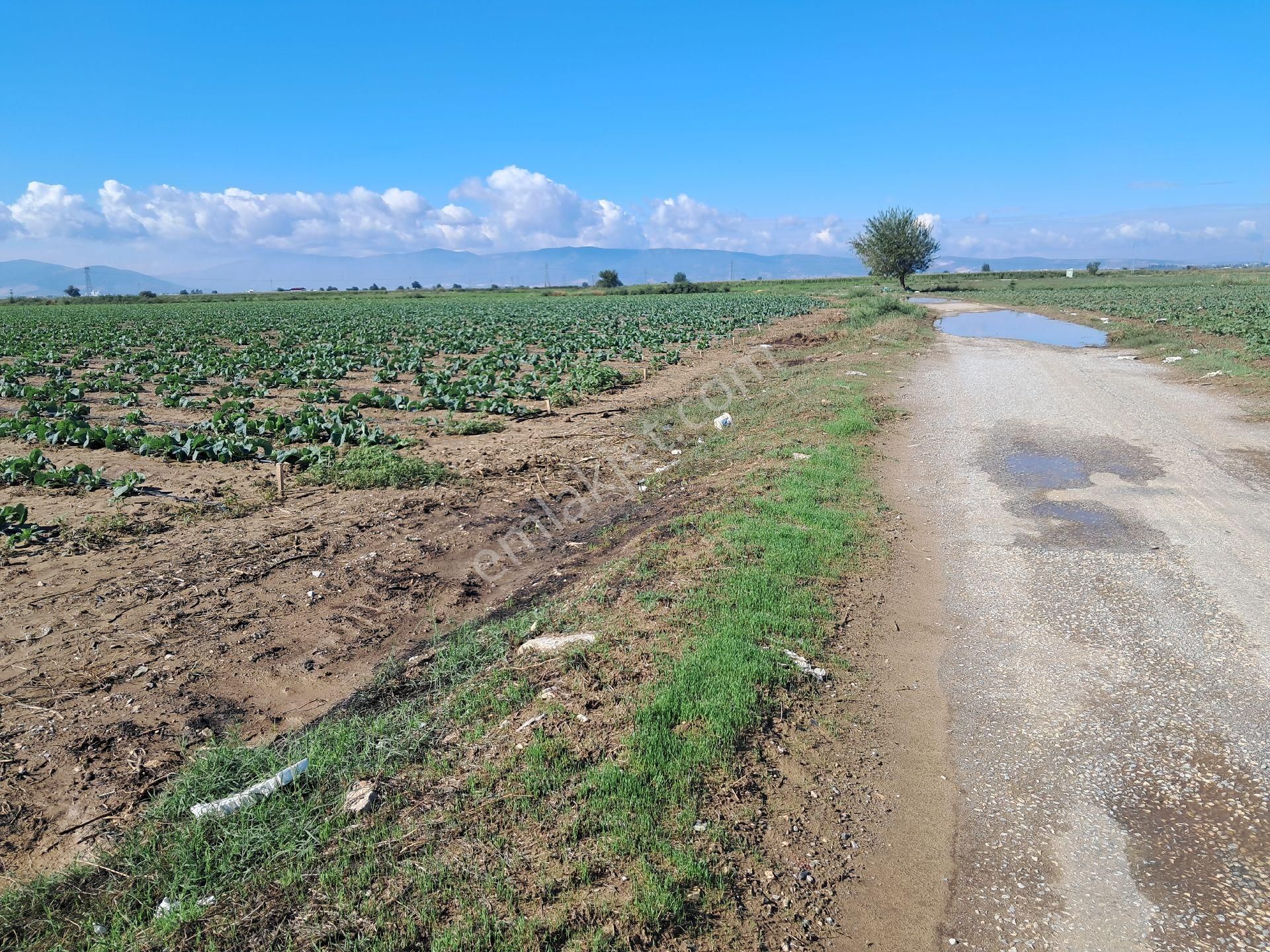Bayındır Çırpı Ovasında 12.900 M2 Tarla Satılıktır. - Görsel 2