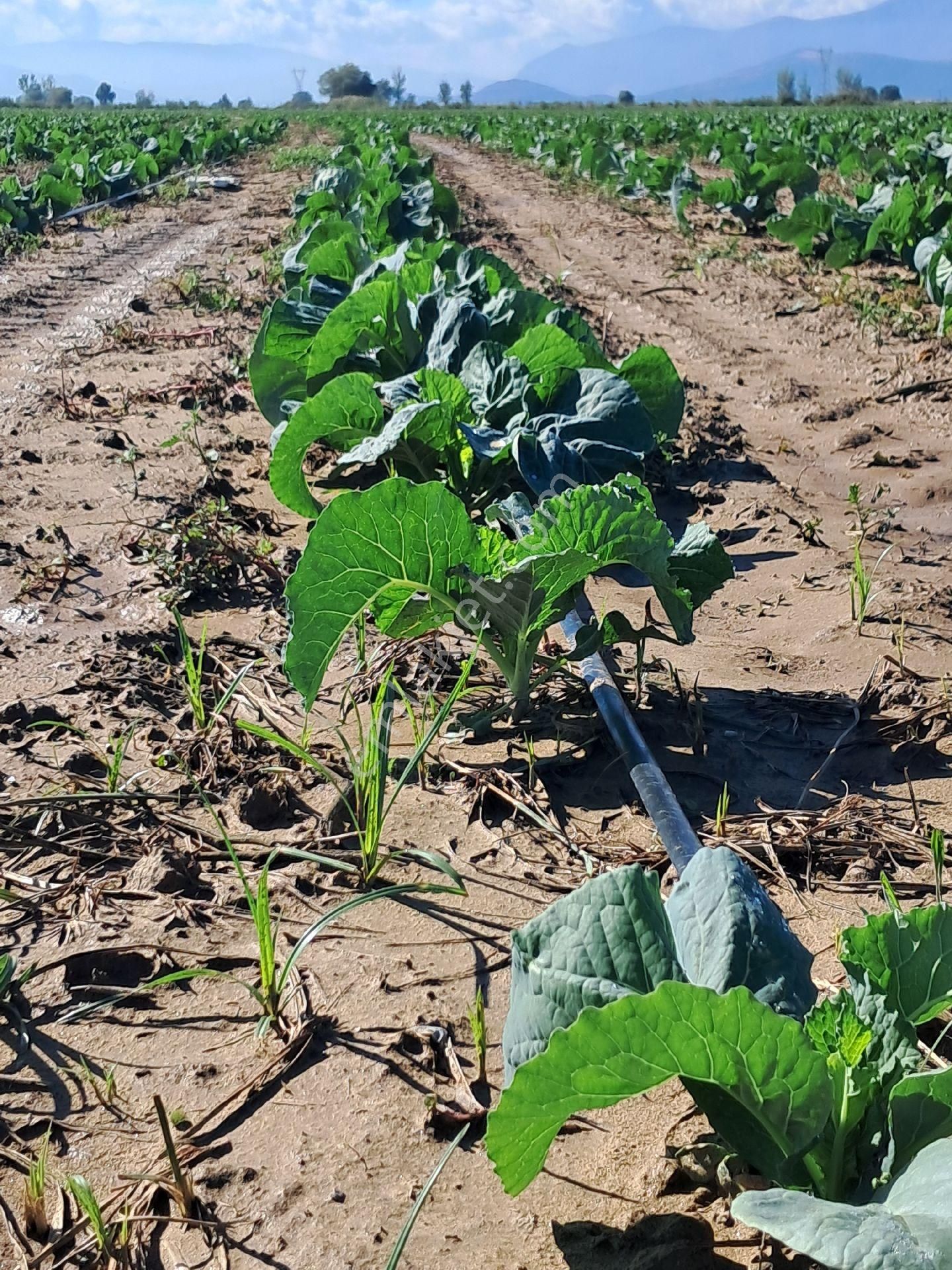 Bayındır Çırpı Ovasında 12.900 M2 Tarla Satılıktır. - Görsel 3
