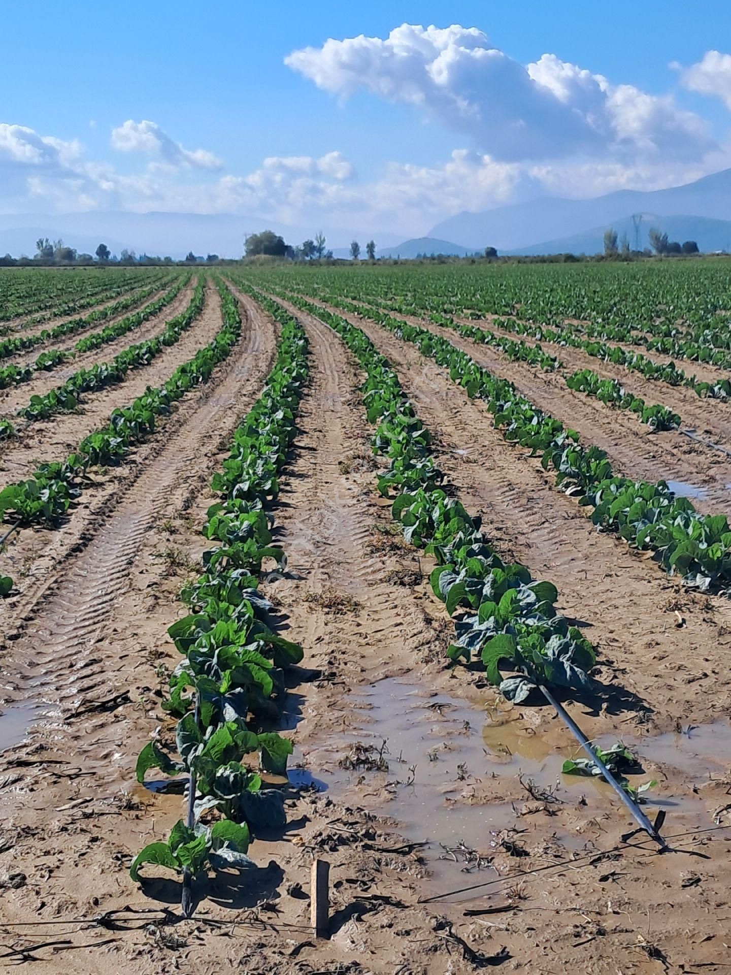 Bayındır Çırpı Ovasında 12.900 M2 Tarla Satılıktır. - Görsel 6
