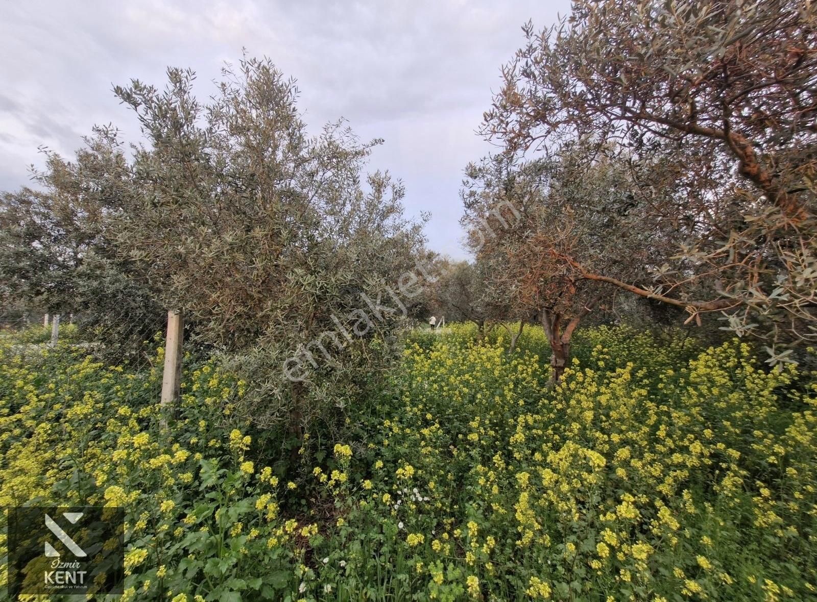 Kemalpaşa Aşağıkızılca Satılık 340 M2 Zeytinlik - Görsel 13