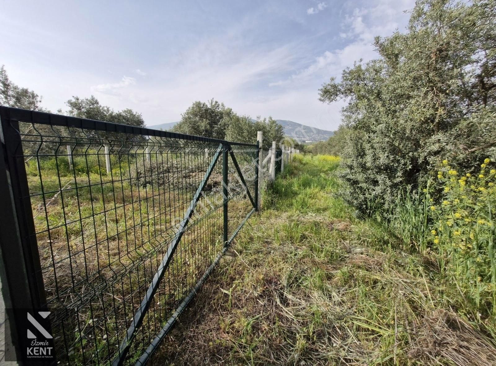 Kemalpaşa Aşağıkızılca Satılık 340 M2 Zeytinlik - Görsel 4