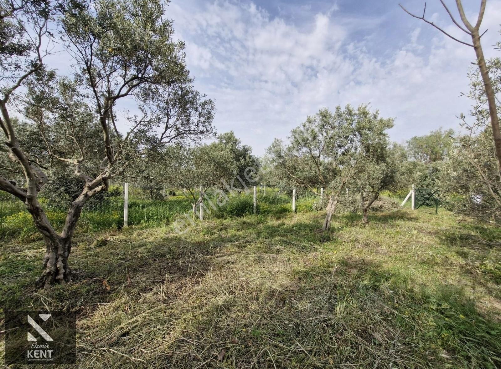 Kemalpaşa Aşağıkızılca Satılık 340 M2 Zeytinlik - Görsel 23